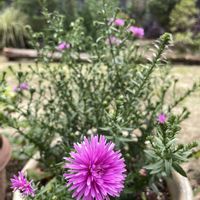 アスター,元気もらえる,お花のある暮らしの画像
