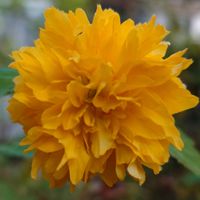 ヤマブキ,ヤエヤマブキ,季節外れの花,我が家のお花たち,庭の画像