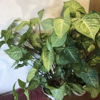 シンゴニウム,観葉植物,鉢植え,ガーデニング,緑のある暮らしの画像