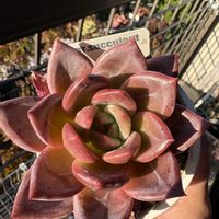 オーロラクィーン,多肉植物,多肉植物とサボテン,タニラー,多肉植物大好きの画像