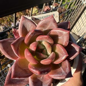 オーロラクィーン,多肉植物,多肉植物とサボテン,タニラー,多肉植物大好きの画像