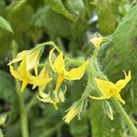 ミニトマト,花のある暮らし,私の癒し,今日のお花,お花大好き✨の画像