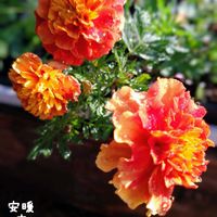 マリーゴールド　ストロベリーブロンド,種まき,花のある暮らし,お花を楽しむ,タネまきの画像