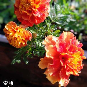 マリーゴールド　ストロベリーブロンド,種まき,花のある暮らし,お花を楽しむ,タネまきの画像