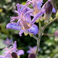 花のある暮らし,おうち園芸,庭の画像