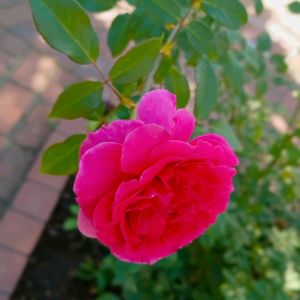 ばら バラ 薔薇,チョコレートファクトリー,札幌から,ベランダの画像