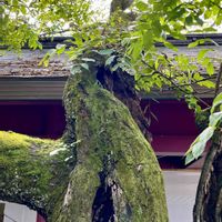クルミの木,クルミ,御神木,茨城県,笠間稲荷神社の画像