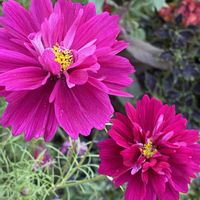 花のある暮らし,お出かけ先の画像