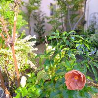 ハイビスカス,花のある暮らし,平和を願う,しぞーか勢,おうち園芸の画像