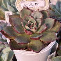 多肉植物,はんなり,オーズプランツさん苗,エケベリア百物語,ベルリンゼの画像