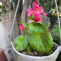 キンモクセイ,サンゴバナ,ベゴニア,きばなコスモスの画像