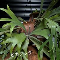 ビカクシダ,観葉植物の画像