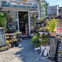 多肉植物,ウラボシ科,ビカクシダ属,食中植物,塊根の画像