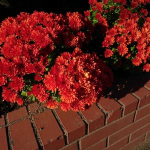 宿根草,花壇,北海道,秋,庭の画像