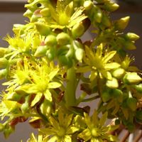 黒法師,多肉植物,ベランダガーデニング,黒法師の花,おしゃれな土曜日♪の画像