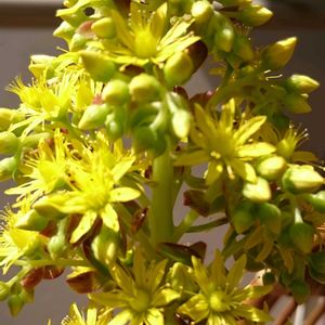黒法師,多肉植物,ベランダガーデニング,黒法師の花,おしゃれな土曜日♪の画像