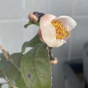 チャノキ,チャノキ,紅茶の木,盆栽苗,ベランダの画像