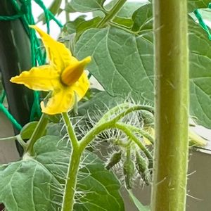 トマト,ミニトマト,トマトの花,ビタミンカラー,黄色い花の画像
