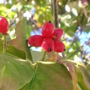 ハナミズキの実,我が家の花壇,GSに感謝。,お花のある暮らし,お庭のお花の画像