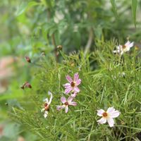 コレオプシス,緑のある暮らし,ありがとう♡,祈りを込めて,小さな花壇・midoriの画像