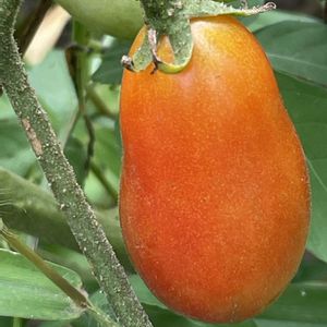 トマト,ミニトマト,花壇,ガーデニング,自家製野菜の画像