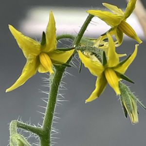 トマト,ミニトマト,トマトの花,花壇,ガーデニングの画像