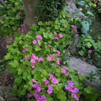 カタバミ属,開花中,満開❣️,四季咲き薔薇,ボタンの花の画像