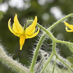 トマト,ミニトマト,トマトの花,花壇,ガーデニングの画像