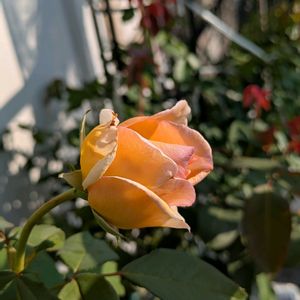 バラ 薫乃,むらさきしきぶ(紫式部),花のある暮らし,ばら バラ 薔薇,ベランダの画像