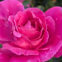 エキナセア,ルージュピエールドゥロンサール,ビエドゥー,花山吹,プリンセヒサコの画像