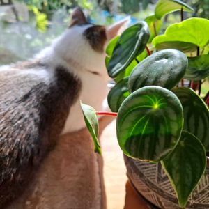 ペペロミア,ペペロミア・アルギレイア（スイカペペ）,ねこ,観葉植物,葉っぱの画像