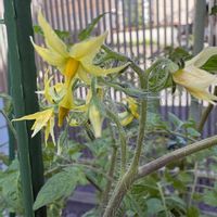 ベゴニア,ミニトマト,今日のお花の画像
