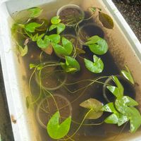 スイレン,睡蓮,温帯スイレン,水生植物の画像