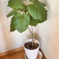 ウンベラータ,シンゴニュウム,観葉植物,GSのみなさんに感謝♡,小さな幸せ♡の画像