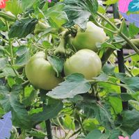 トマト,夏野菜,お出かけ先にて,今日のお花,明日はきっと良い日になるの画像