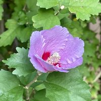 ジニア,ムクゲ,落葉低木,一年草,アオイ科フヨウ属の画像