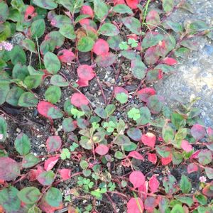 多肉植物,ベランダガーデン,癒し,小さな花壇,今日のお花の画像