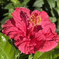ハイビスカス,癒し,花のある暮らし,植物のある暮らし, ハイビスカスの画像