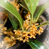 金木犀,庭木,小さな庭から,庭木の剪定,ガーデニング初心者の画像