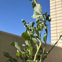 キャベツ,キャベツの芯から,自家製野菜,ベランダの画像