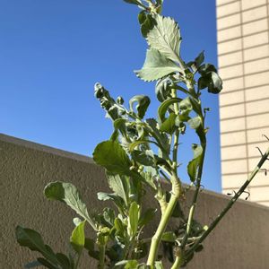 キャベツ,キャベツの芯から,自家製野菜,ベランダの画像
