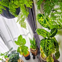 ディフェンバキア,ディフェンバキア・リフレクター,子株,観葉植物,花芽の画像
