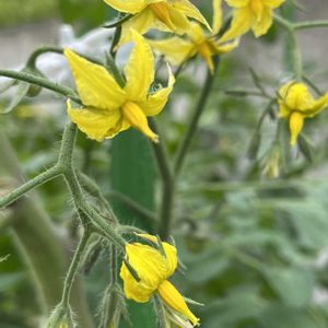 トマト,過去pic,今日の１枚,今日のお花,花のあるくらしの画像