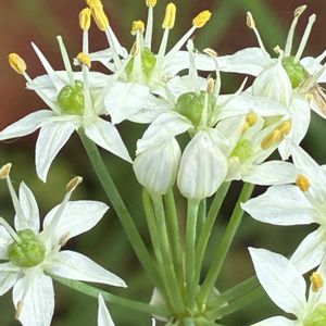 ニラ,ニラ,鉢植え,花壇,ガーデニングの画像
