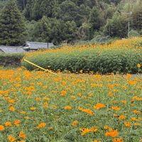 キバナコスモス,お出かけ先の画像