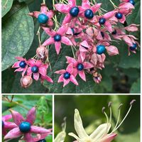 ゴンズイ,スイカズラ,ムラサキシキブ,ヤブミョウガ,クサギの画像