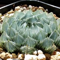 ハオルチア,ハオルチア,多肉植物,ハオルチア属,透明な窓の画像
