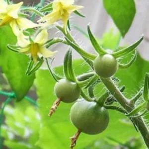 トマト,トマト,ミディトマト,ミディトマト,今日のお花の画像