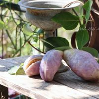 アケビ,ミツバアケビ,花のある暮らし,緑のある暮らし,HTCの画像