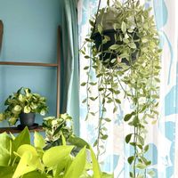 ディスキディア,観葉植物,ボタニカルライフ,植物のある暮らしの画像